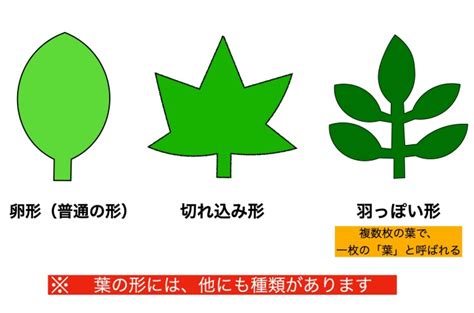 木形|【中級編】「これってなんの木？？」樹木の名前を調。